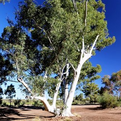 One of the beautiful white gums at Well 6