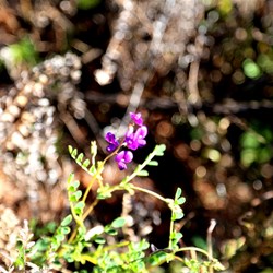 Wildflowers on Wongawol Road