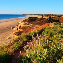 Mulla mulla and beach at Barn Hill