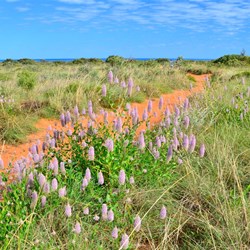 Barn Hill landscape with Mulla Mulla