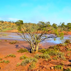 Tenindewa landscape