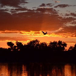 Pelican and sunrise over Cooper Creek