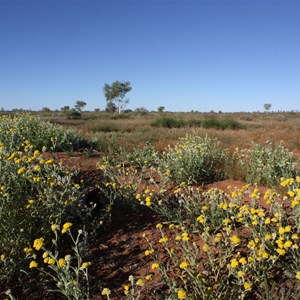 Fields of flowers in the country to the north