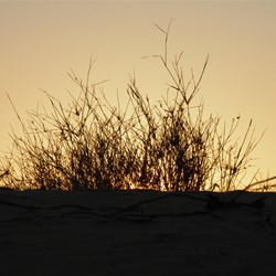 Simpson Desert sunrise
