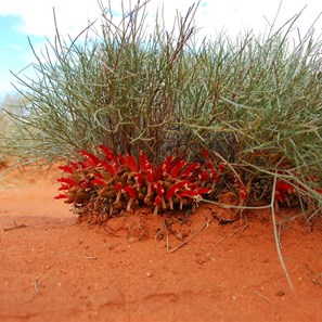 Desert upsidedown  flowers