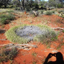 Not a giant bird's nest, but a burnt out spinifex bush that got a second chance at life
