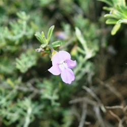 Wildfowers growing on the side of the track