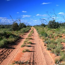 Notice the new growth at the bottom of the dead trees