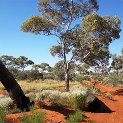 No truck bays on the Anne Beadell!