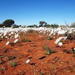 Dasies in the desert