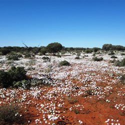Dasies in the desert