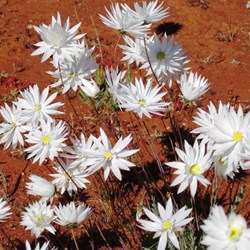 Dasies in the desert