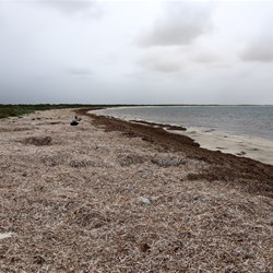 Banks of seaweed near the jetty.  Not for driving on