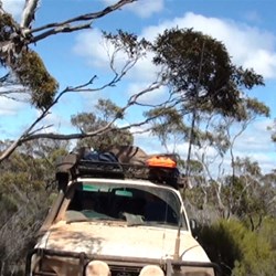 Squeezing the Landcruiser under a tree