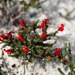 The wildflowers were out at the top of rhe escarpment