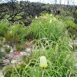 A very green banksia