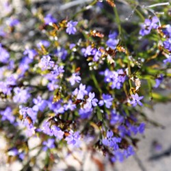 And more wildflowers