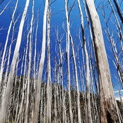 The trees have suffered in Victoria's bushfires