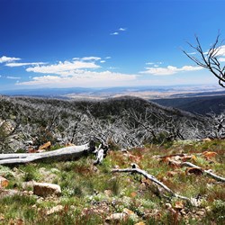 It's easy to see where the 2009 fires rushed up the slope