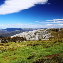 The summit of Mt Stirling above the treeline