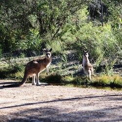 Mum and Junior: A couple of McKenzie Falls residents