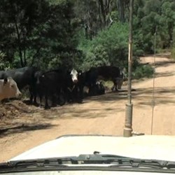 At least the cows were happy to share the road