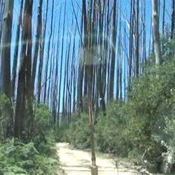 As we climbed we came across more fire-damaged trees