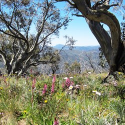 Alpine wildflowers