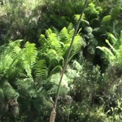 Man ferns line long sections of Zeka Spur Track