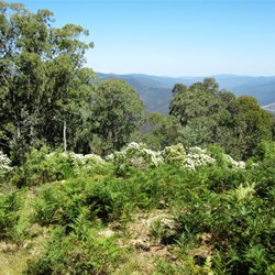The view from the top of Collingwood Spur Track