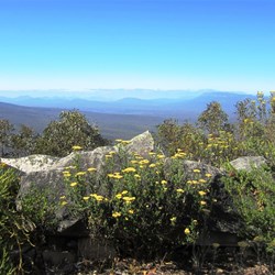 Grampians wildflowers