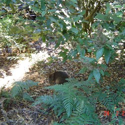 Paddy Mellon Wallaby on the walk around the top of the Nut