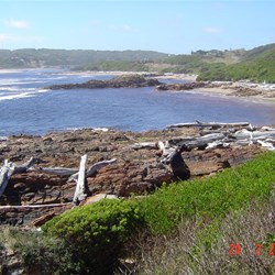 Arthur River with large driftwood
