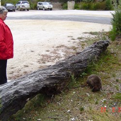 Claire with Paddy Melon Wallaby at Corinna