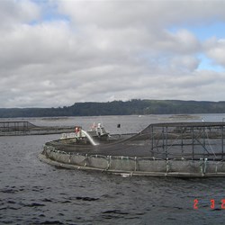 Feeding the fish at the fish farm