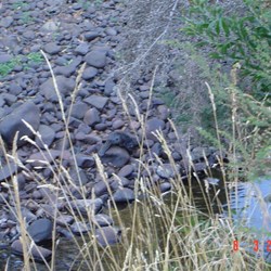 Platypus in the river behind the Salmon Ponds