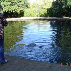 Feeding the Fish in the ponds