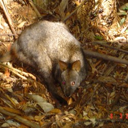 Paddy Melon Wallaby next to walking path