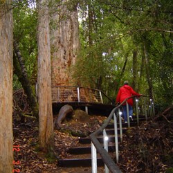 Walkway up to the start of the Airwalk