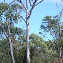 Sea Eagle in the tree on the left