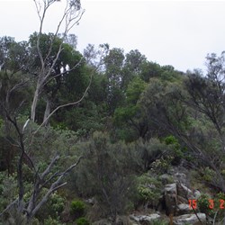 Sea Eagles waiting for a feed to pass by