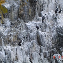 Albatross resting area