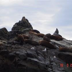 Male Seals resting