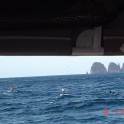 Seals and Dolphins rounding up fish