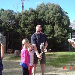 up close and personal with a Tawny Frog Mouth Owl