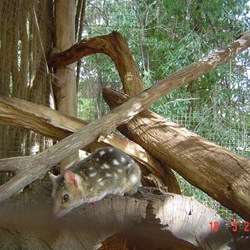Eastern Quoll