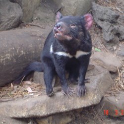Tasmanian Devil waiting to be fed