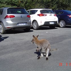 One of the locals holding up traffic.