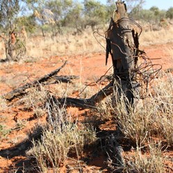 The remains of Bronco Yard