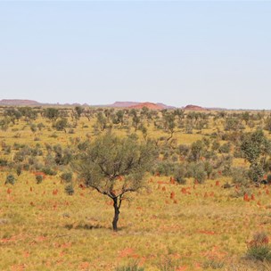 Distant hills - Mount Wilson kilometres distant